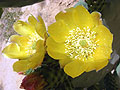 Матмата, цветок опунции